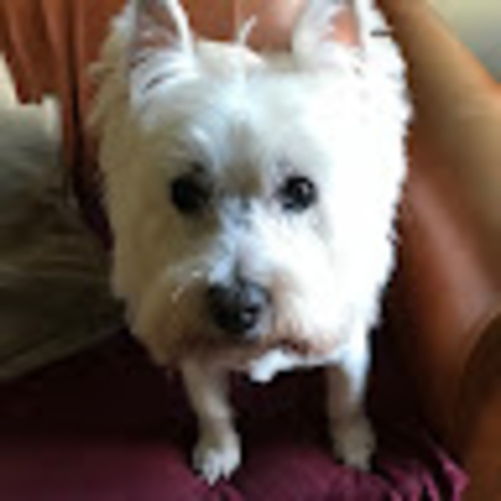 Meet your Posher, Fezzi